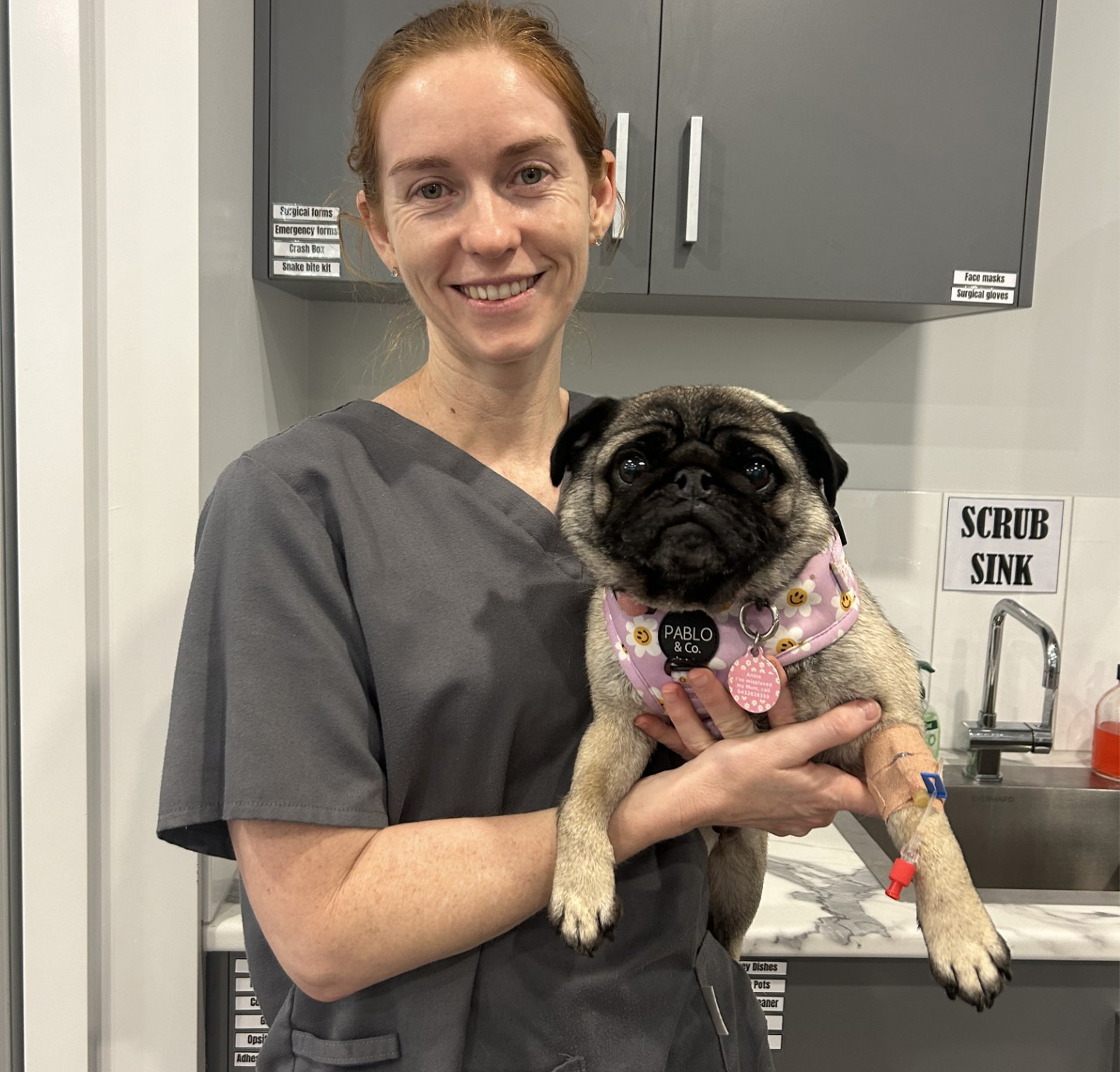 myvet Strathfieldsaye - Dog Desexing