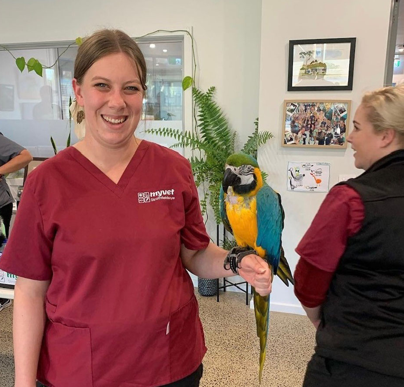 myvet Strathfieldsaye - Bird Care Vet Bendigo