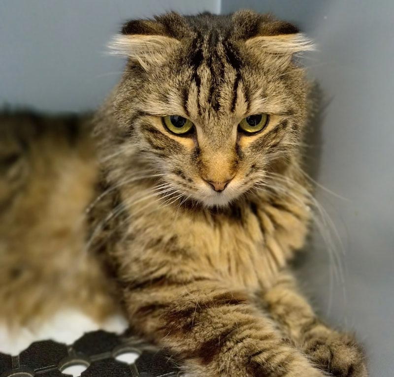 myvet Strathfieldsaye - Cat Friendly Clinic - Soiling and Stress