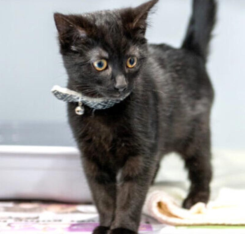 myvet Strathfieldsaye - Cat Friendly Clinic - Kitten Information