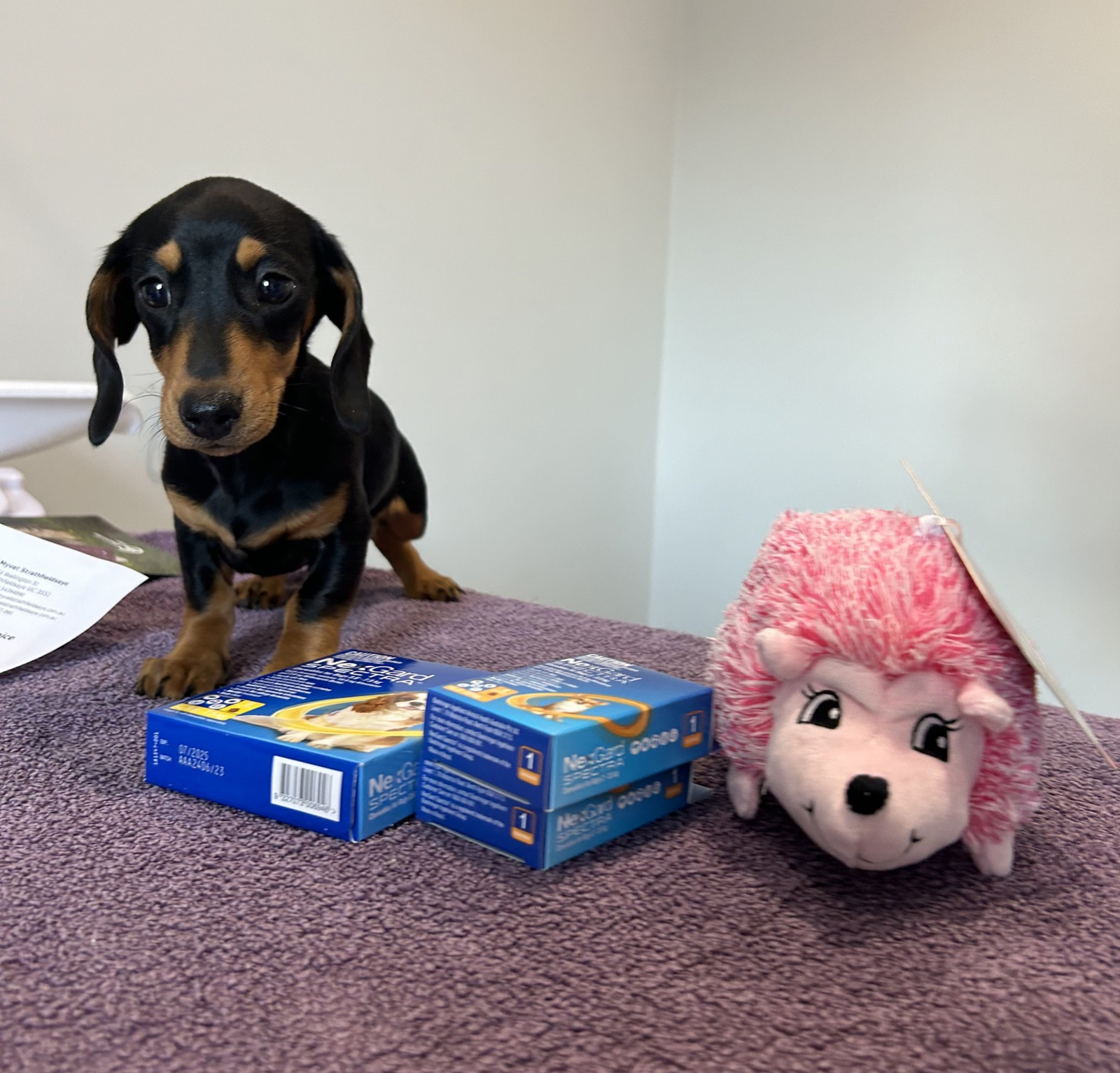 myvet Strathfieldsaye - Pet Care Services Bendigo - Pet Worming