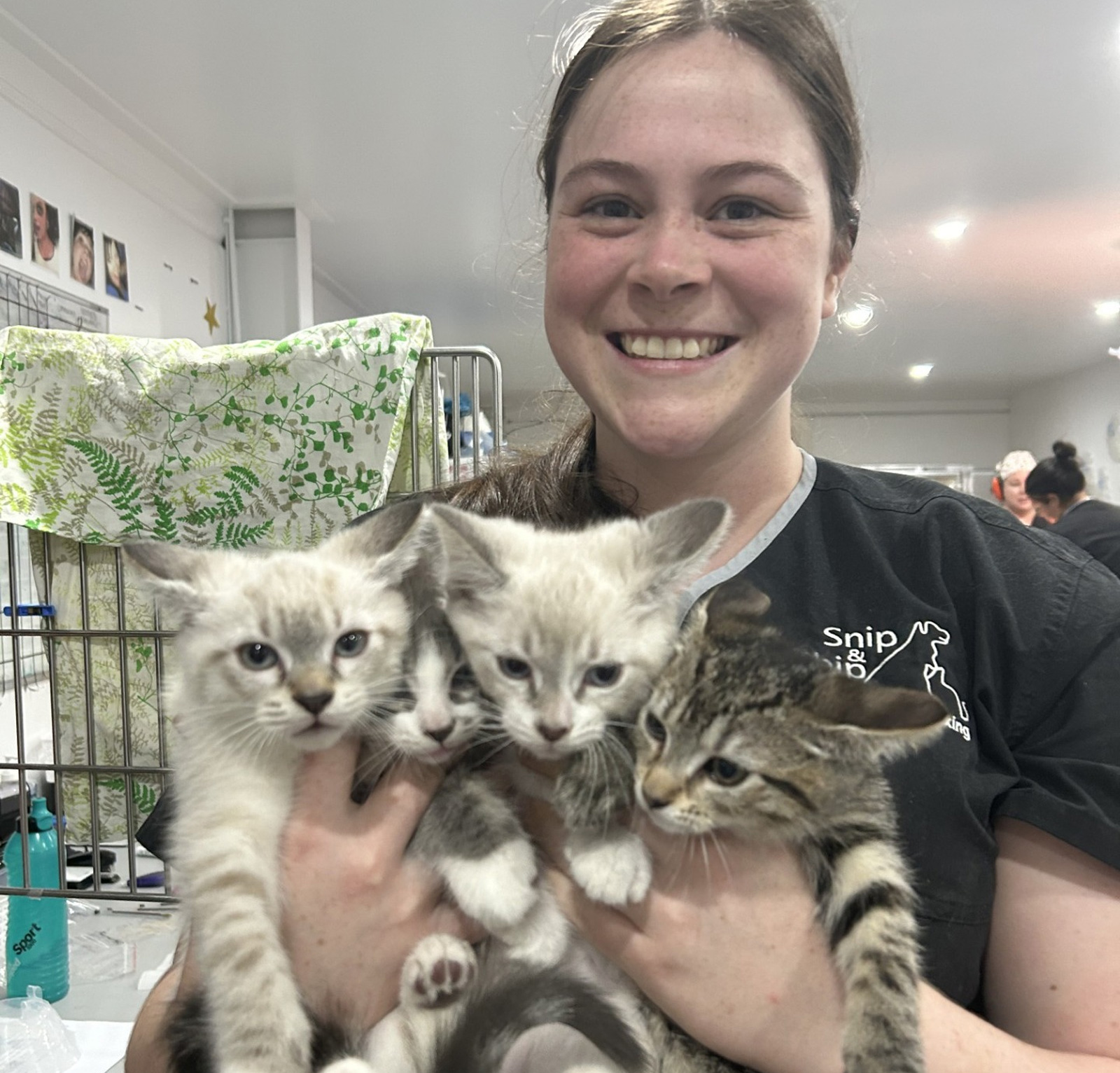 myvet Strathfieldsaye - Kitten Vaccinations
