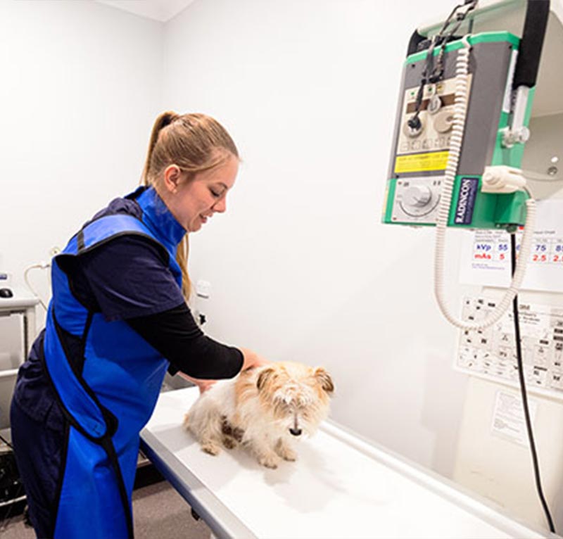 myvet Strathfieldsaye - Diagnostic Imaging