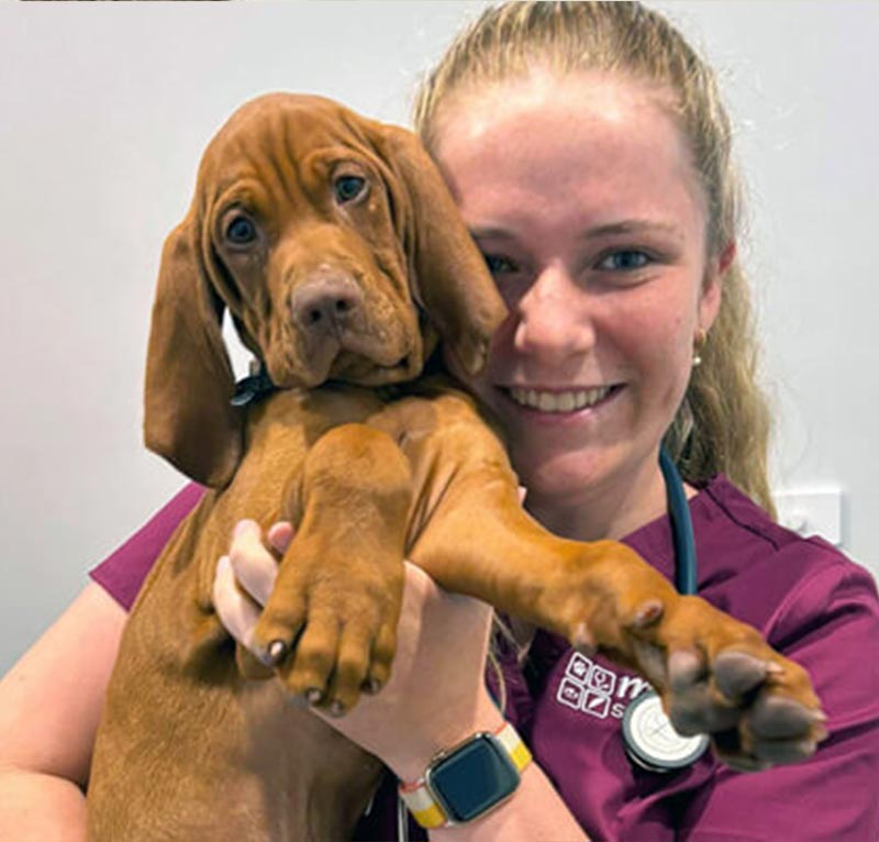 myvet Strathfieldsaye - Pet Care Services Bendigo - Desexing