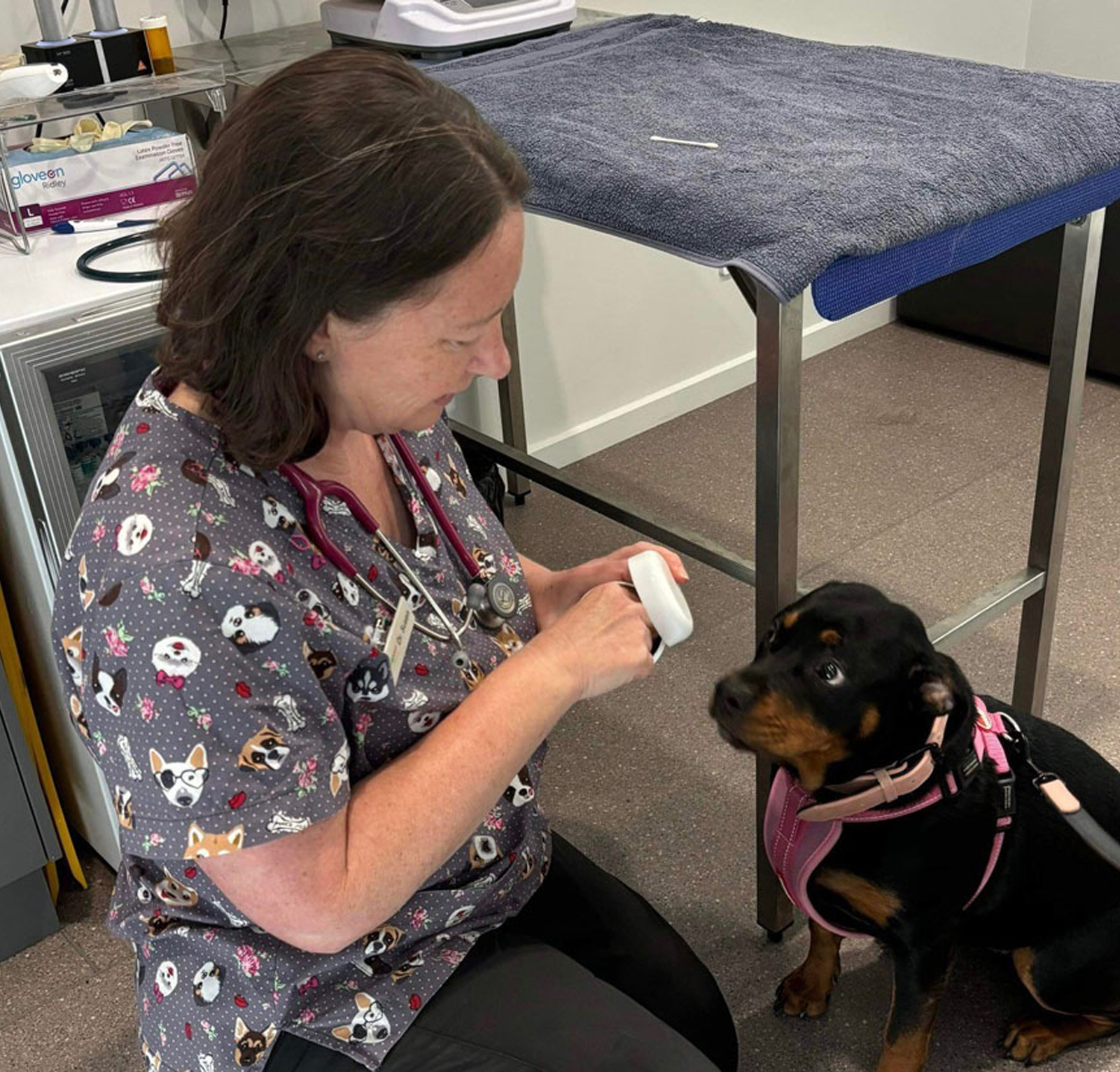 myvet Strathfieldsaye - Dog Desexing Bendigo