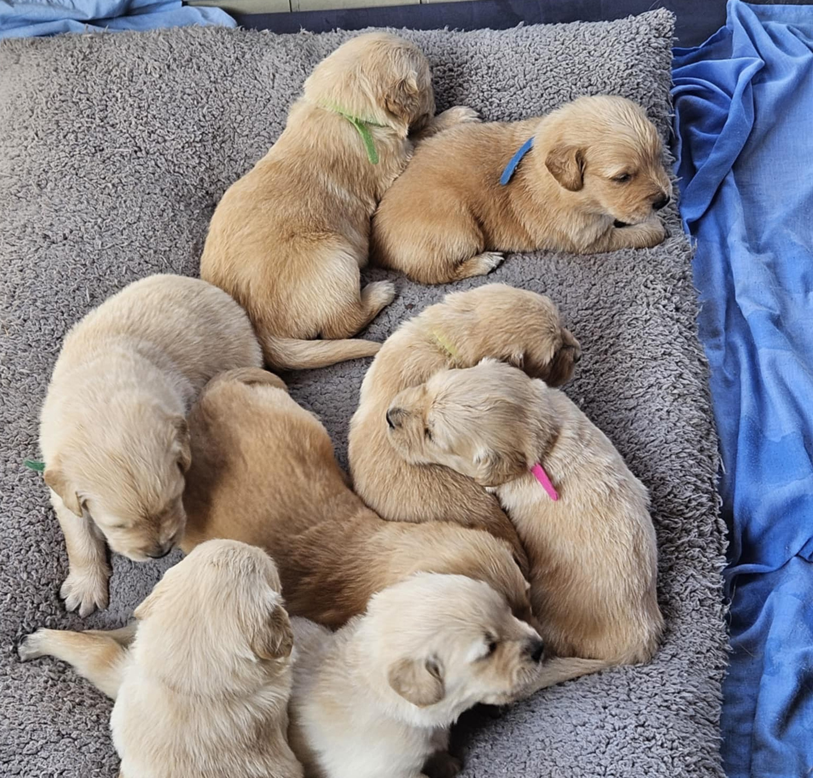 myvet Strathfieldsaye - Puppy Vaccinations