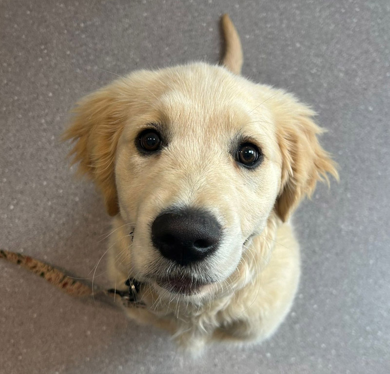 myvet Strathfieldsaye - Vet Services - Dog Desexing