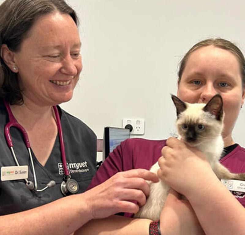 myvet Strathfieldsaye - Vet Services - Kitten Vaccinations
