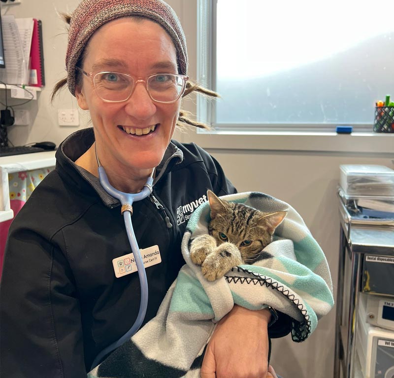 myvet Strathfieldsaye - Cat Desexing Bendigo