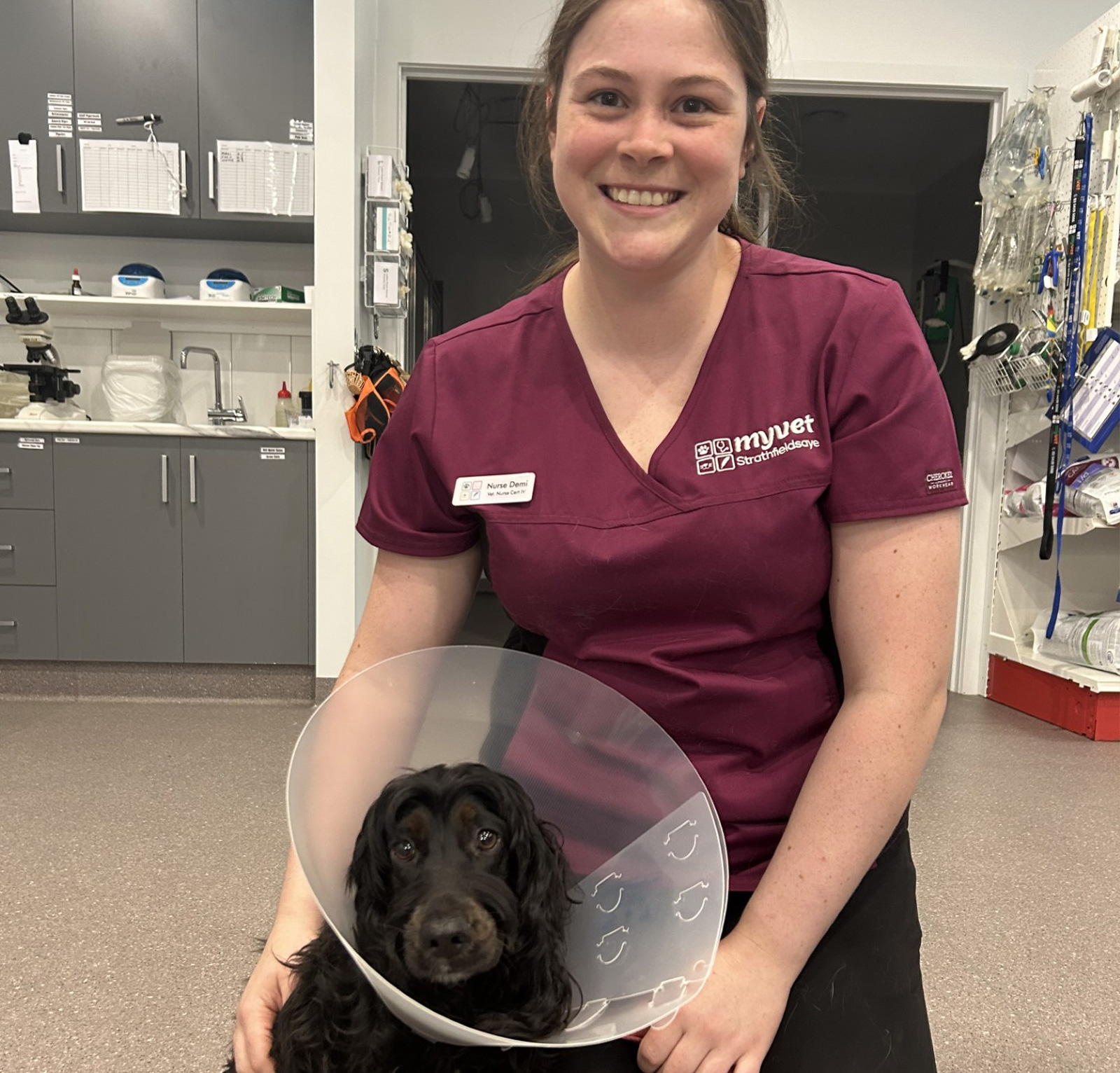 myvet Strathfieldsaye - Dog Desexing Bendigo