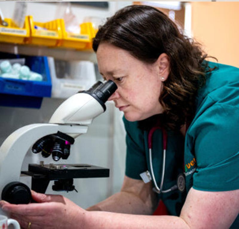 myvet Strathfieldsaye - Vet Services - Pathology