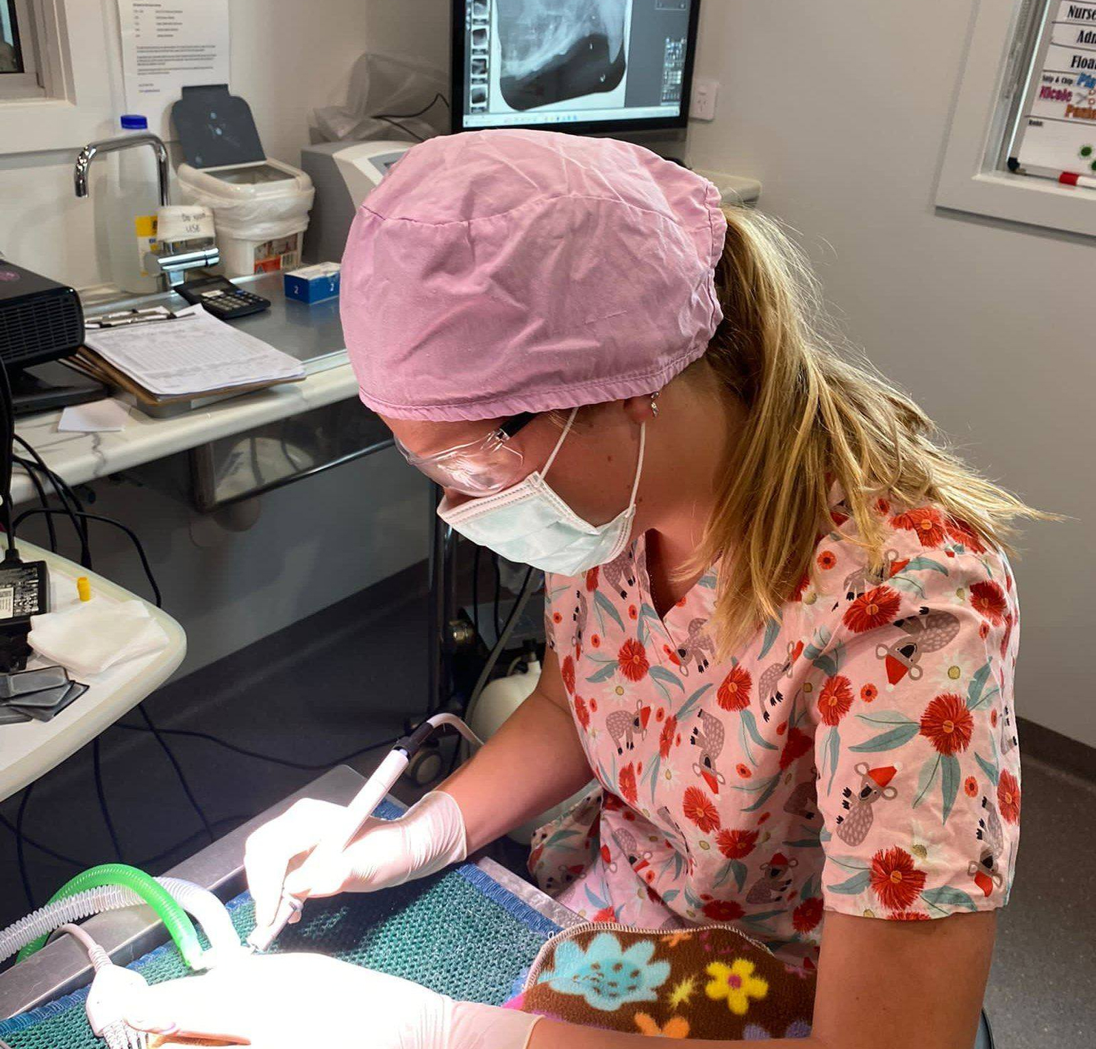 myvet Strathfieldsaye - Pet Dentist Bendigo