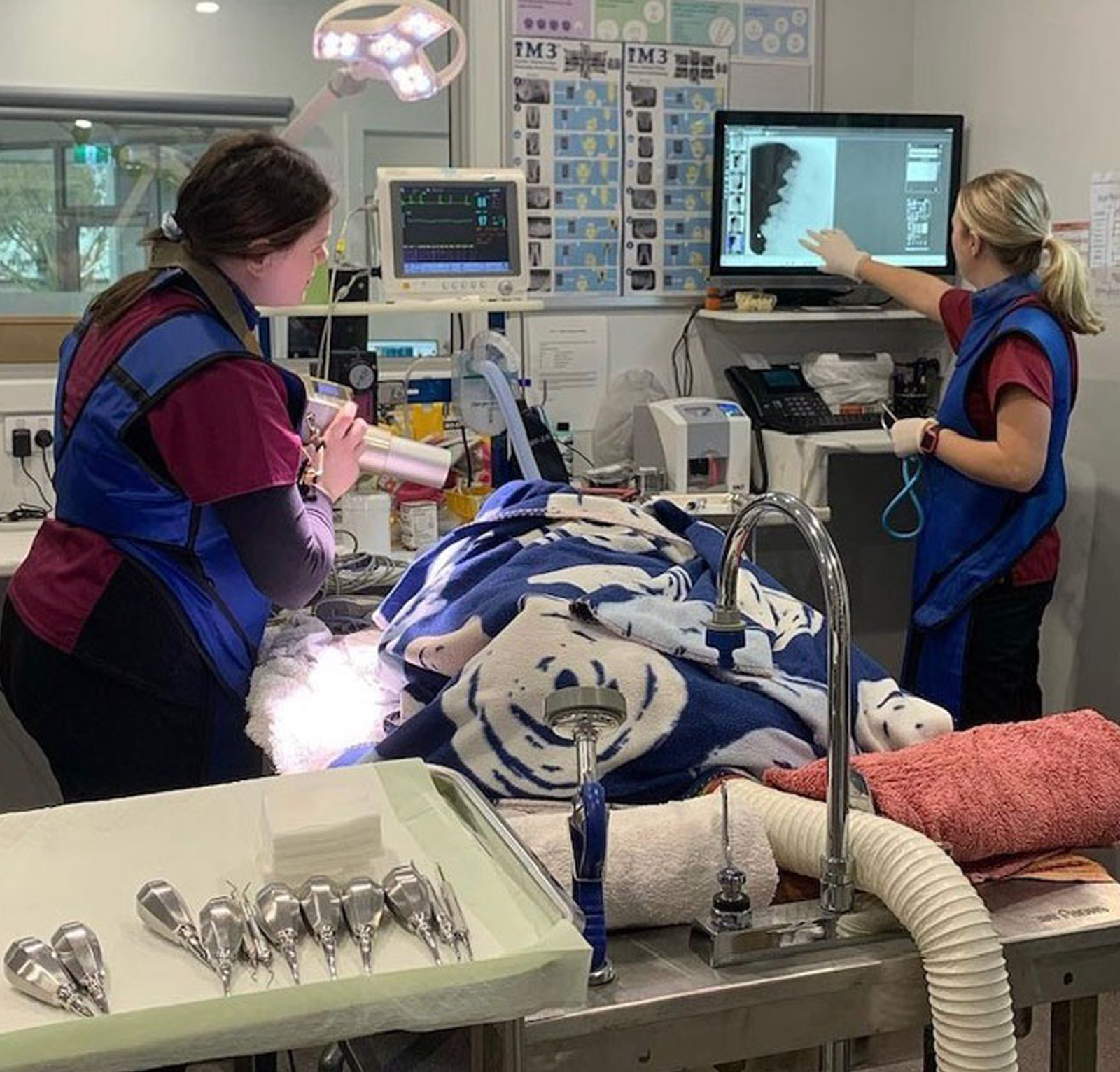 myvet Strathfieldsaye - Pet Dentistry Bendigo