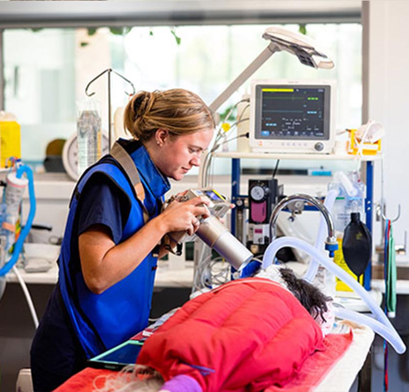 myvet Strathfieldsaye - Pet Care Services Bendigo - Dentistry