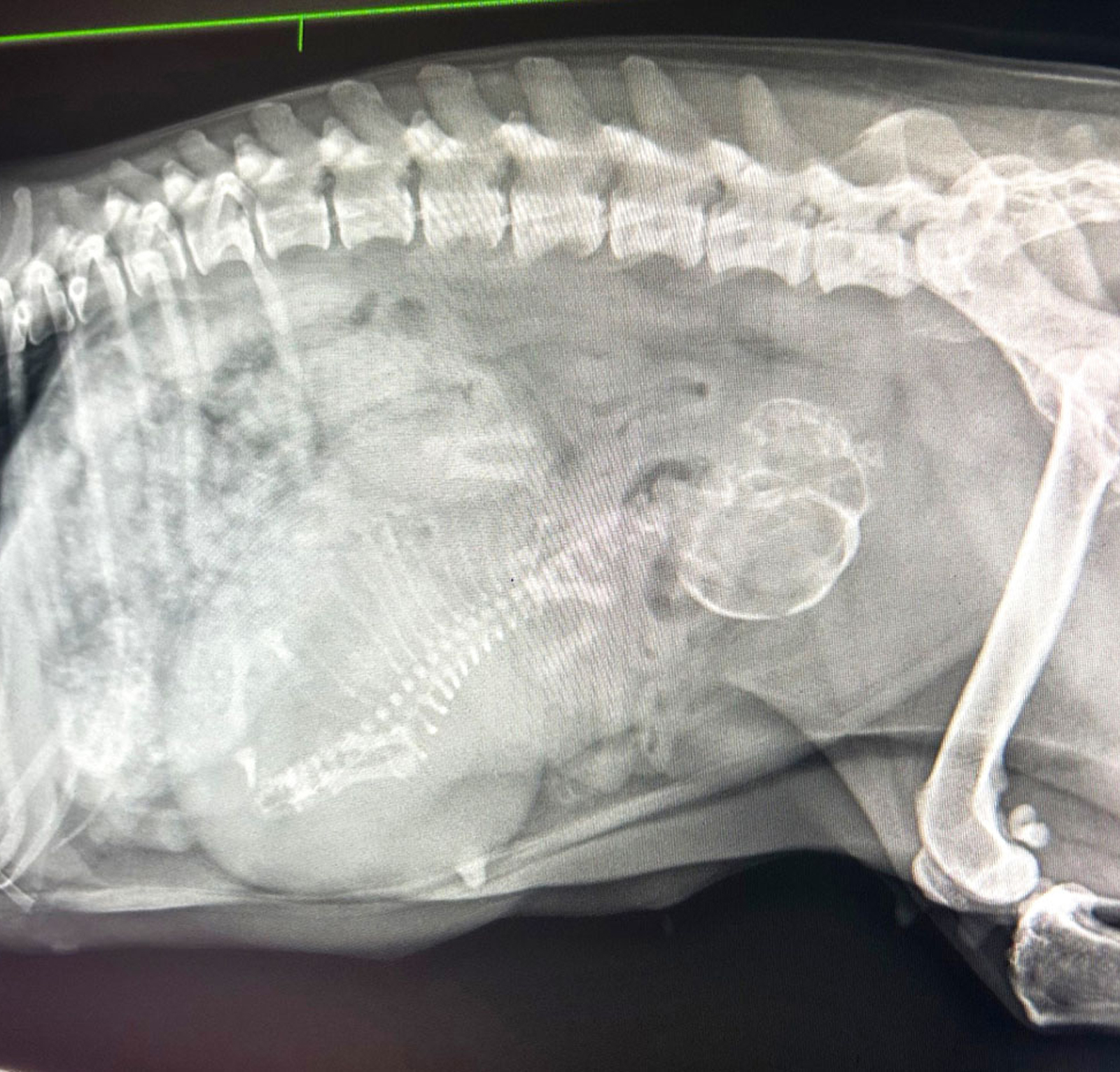 myvet Strathfieldsaye - Pet Ultrasound Bendigo