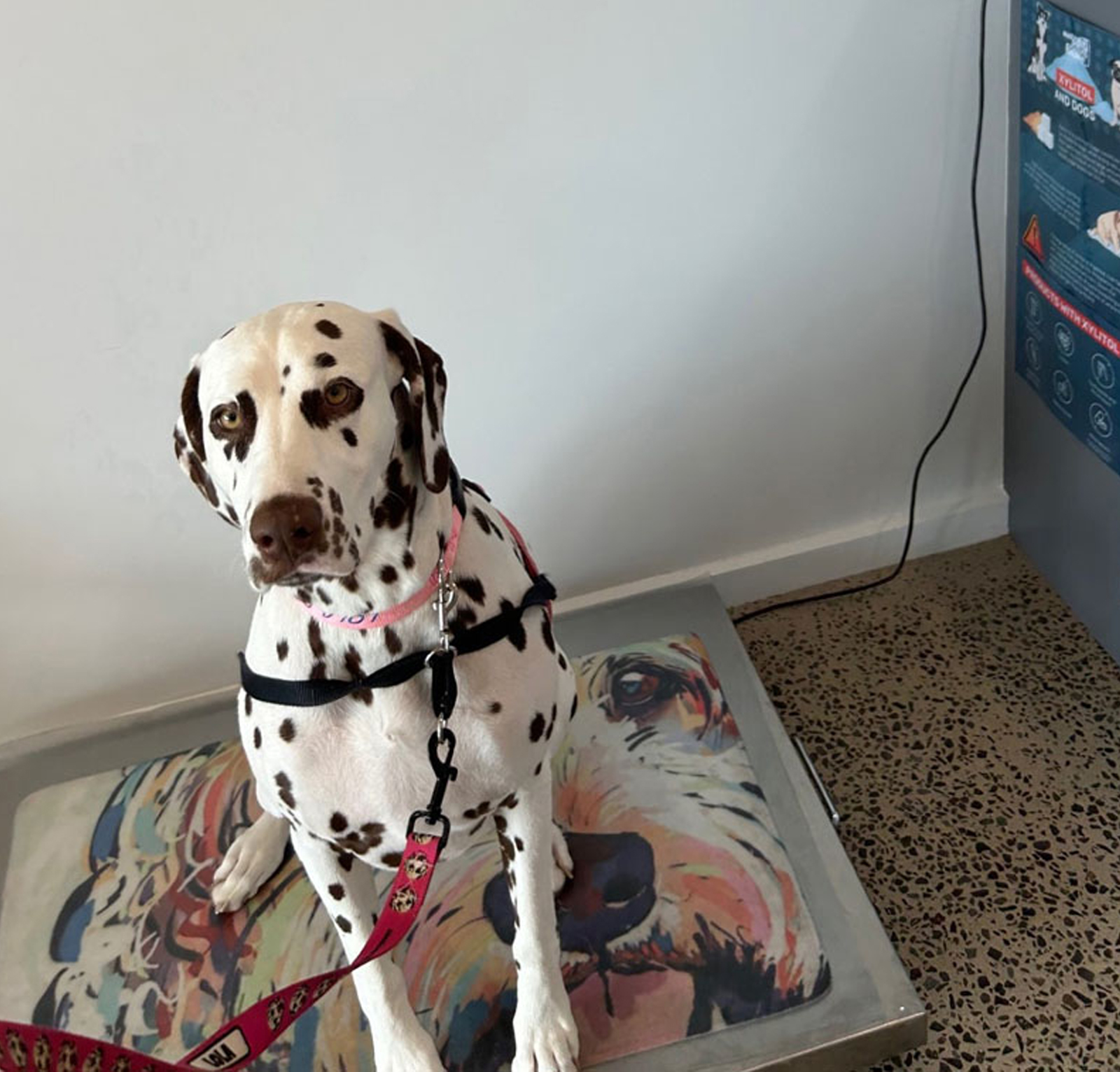 myvet Strathfieldsaye - Bird Care Vet Bendigo