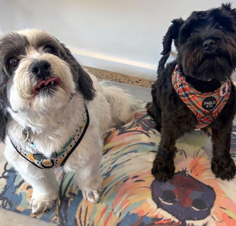 myvet Strathfieldsaye - Vet Services - Pet Weight Management