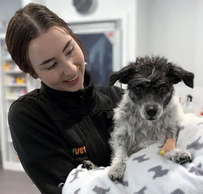 myvet Strathfieldsaye - Vet Services - Senior Pet