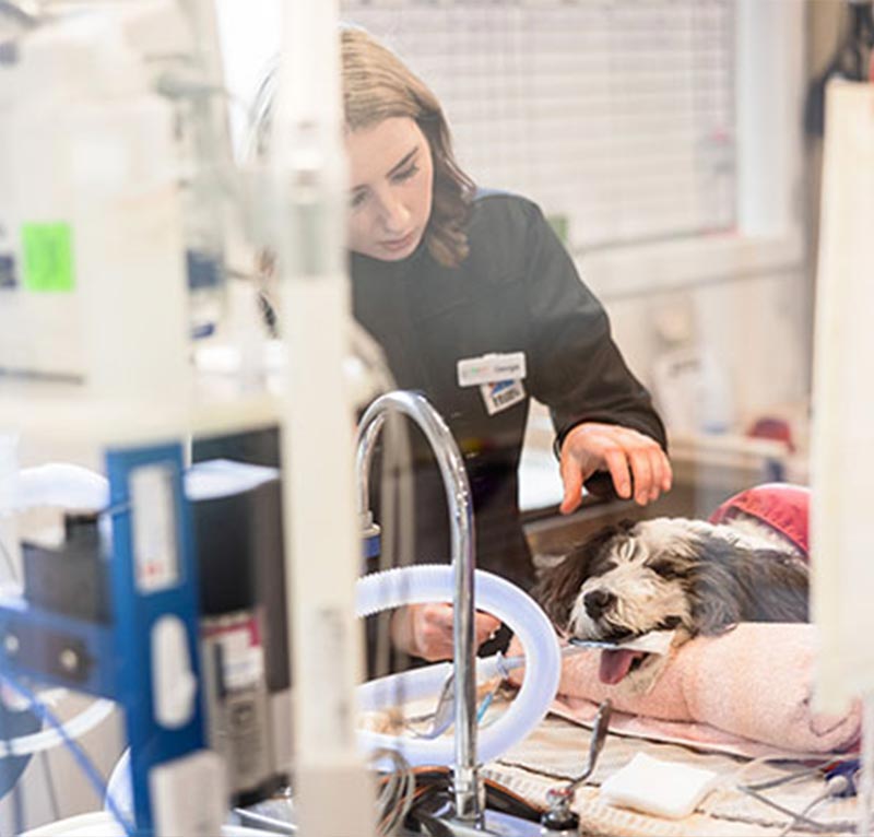 myvet Strathfieldsaye - Surgery