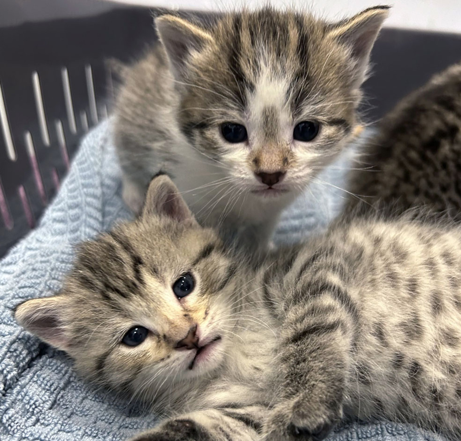 myvet Strathfieldsaye - Kitten Vaccinations