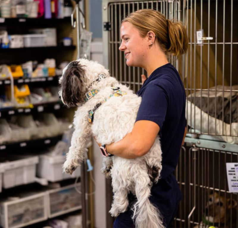 myvet Strathfieldsaye - Vet Services - Vaccination
